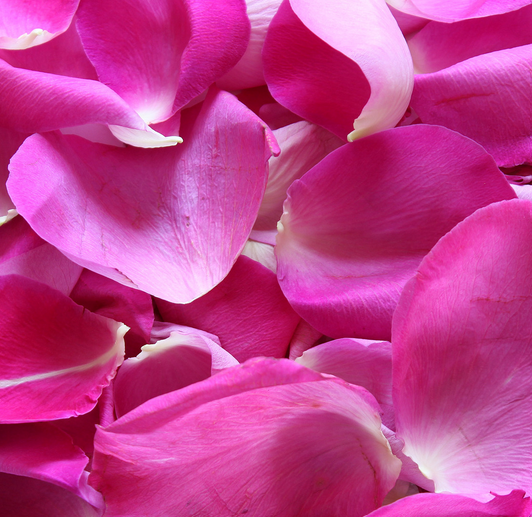 Rose Petals Benefits