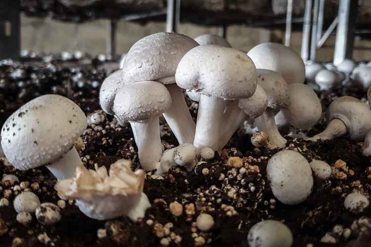 मशरूम की खेती कैसे होती है | Mushroom Farming In Hindi - नव जगत | Nav Jagat